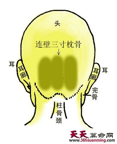 连璧三寸枕骨